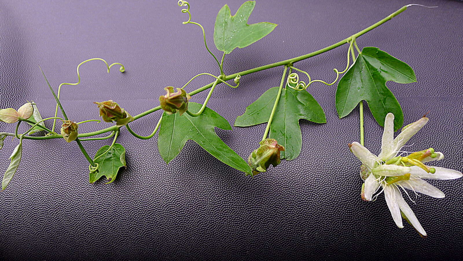 Image of Passiflora setacea DC.