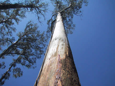 Image of Mountain ash