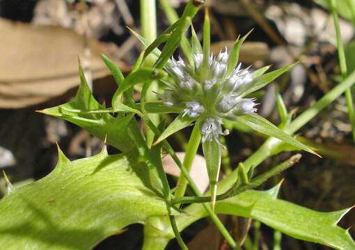 Image of Eryngium vesiculosum Labill.