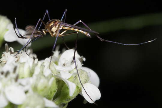 Image of Elephant Mosquito