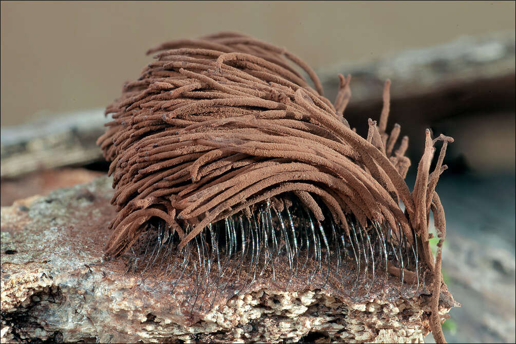 Image of Stemonitis lignicola