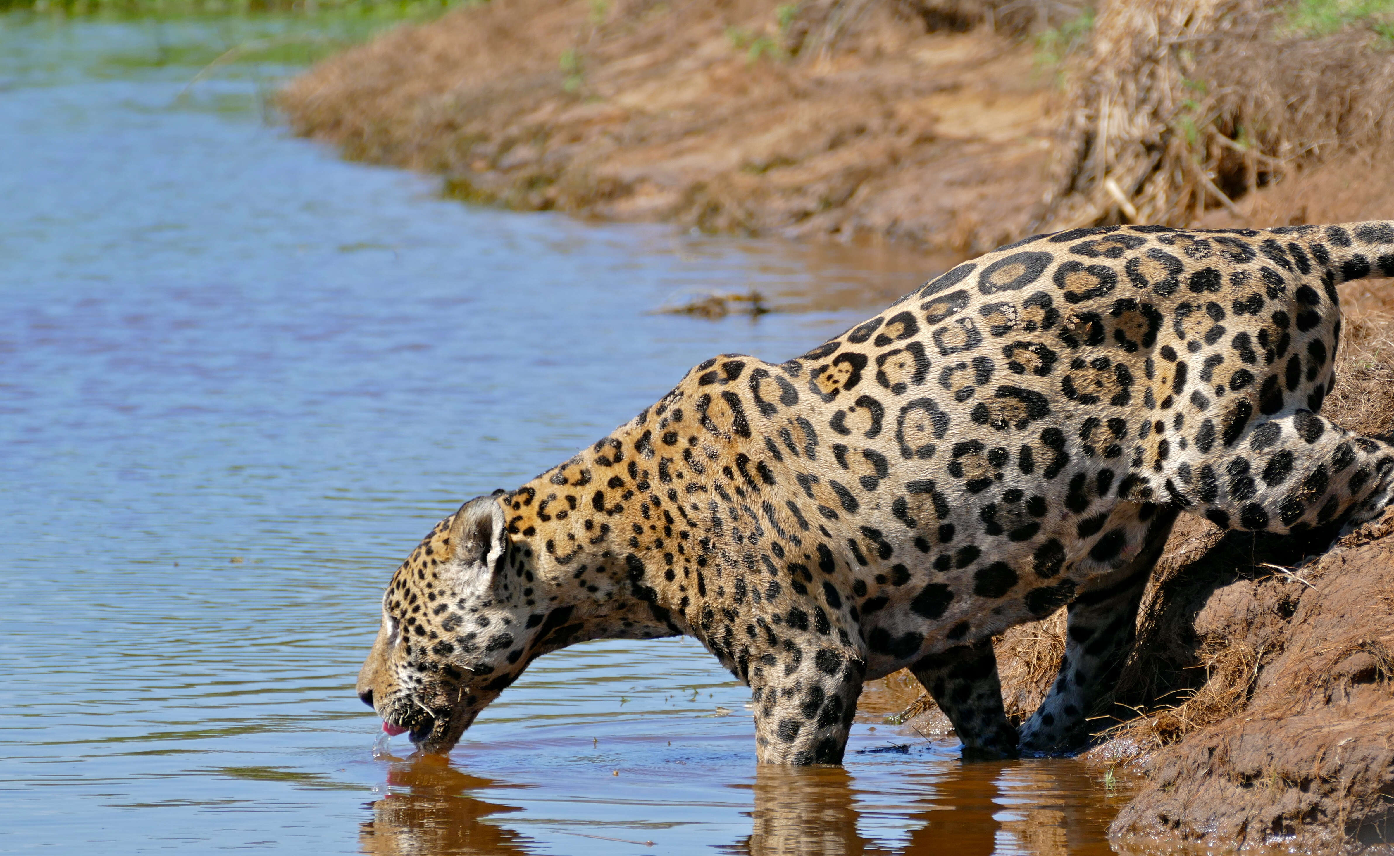 Image of big cats