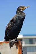 Image of Black Shag