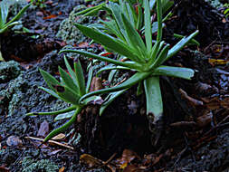 Image of Dudleya