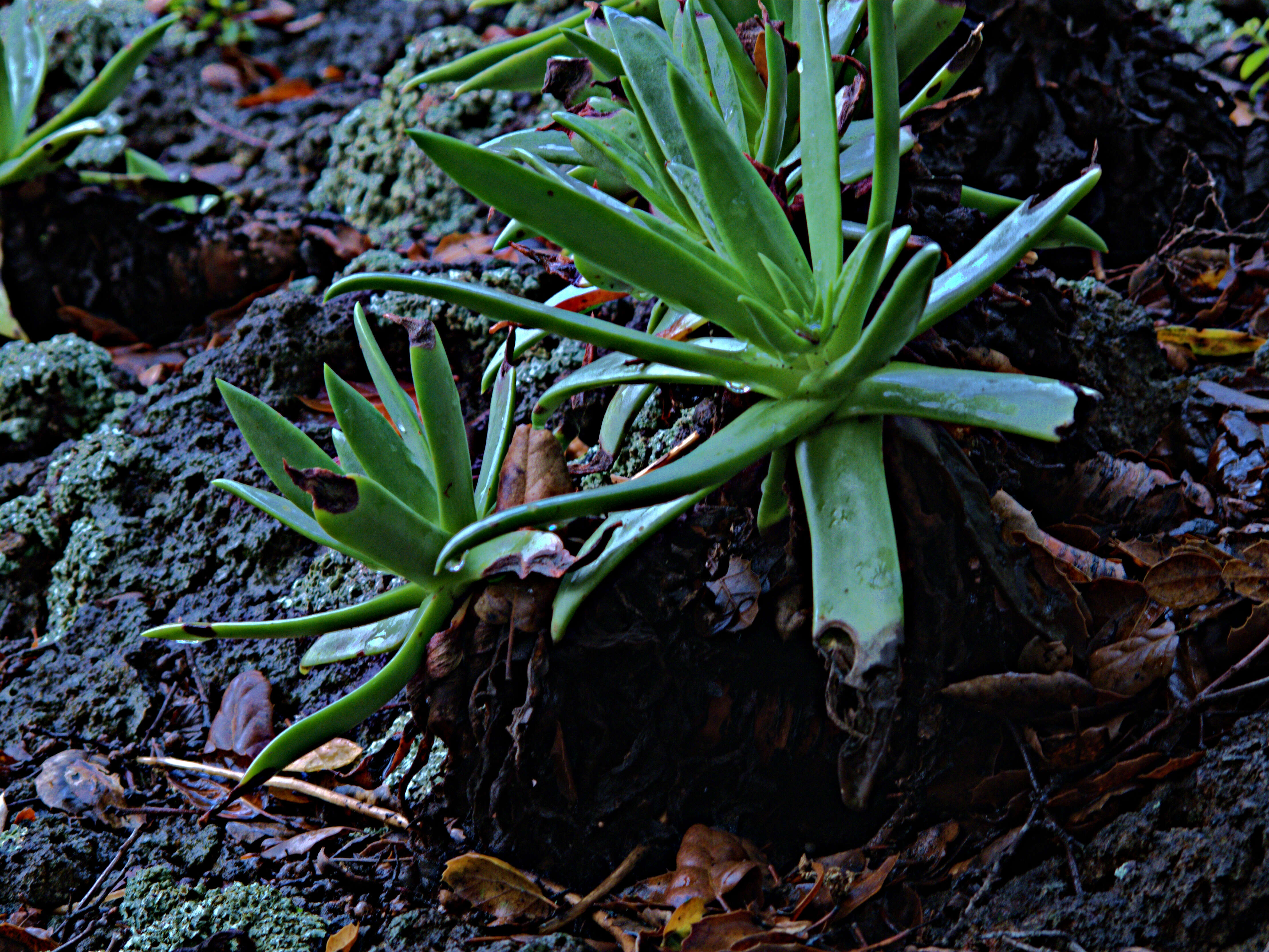 Image of Dudleya