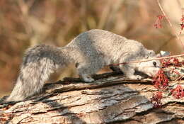 Image of Sciurus subgen. Sciurus Linnaeus 1758