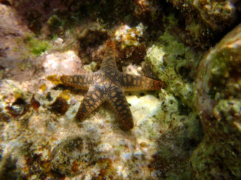 Image of Orange spotted purple sea star