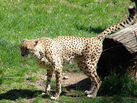 Image of Acinonyx Brookes 1828