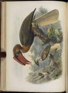 Image of Helmeted hornbill