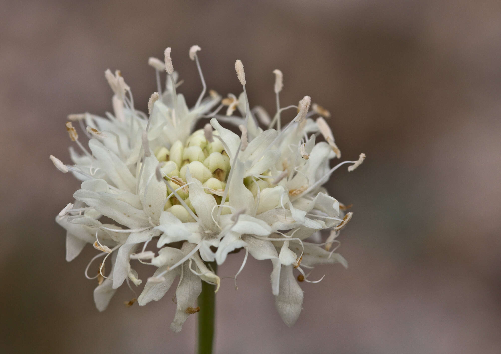 Image of cephalaria