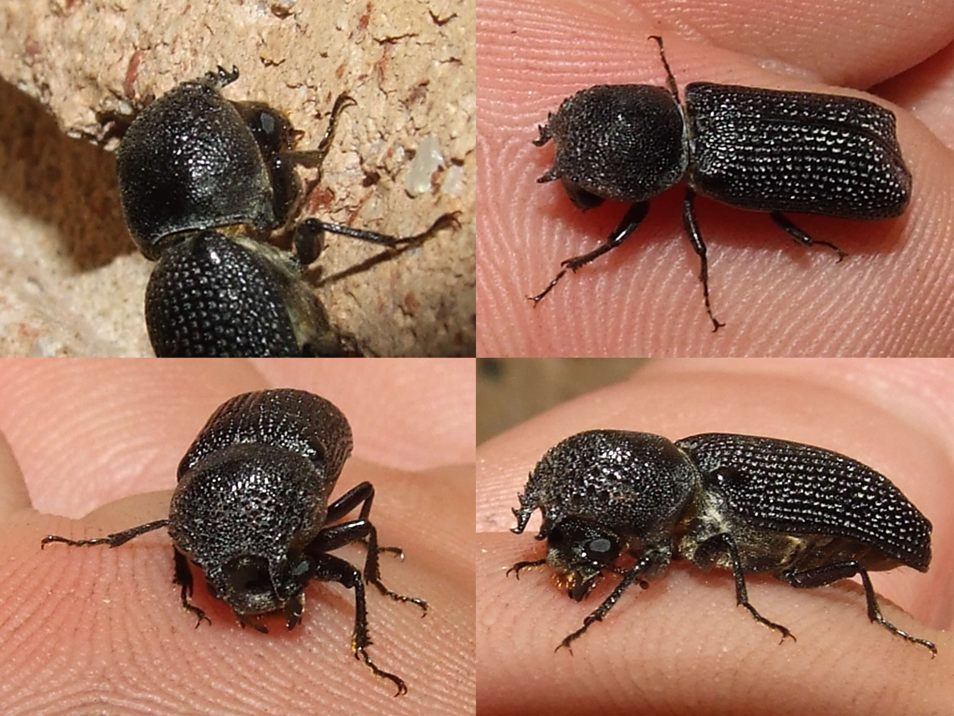 Image of horned powderpost beetles