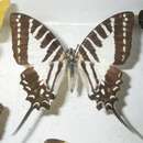 Image of Spot Swordtail Butterfly