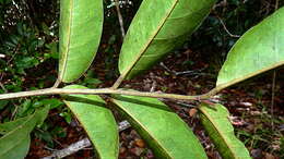 Image of Diplotropis incexis Rizzini & A. Mattos