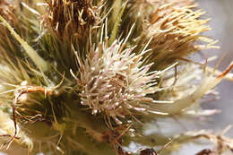 Image of Cirsium spinosissimum (L.) Scop.