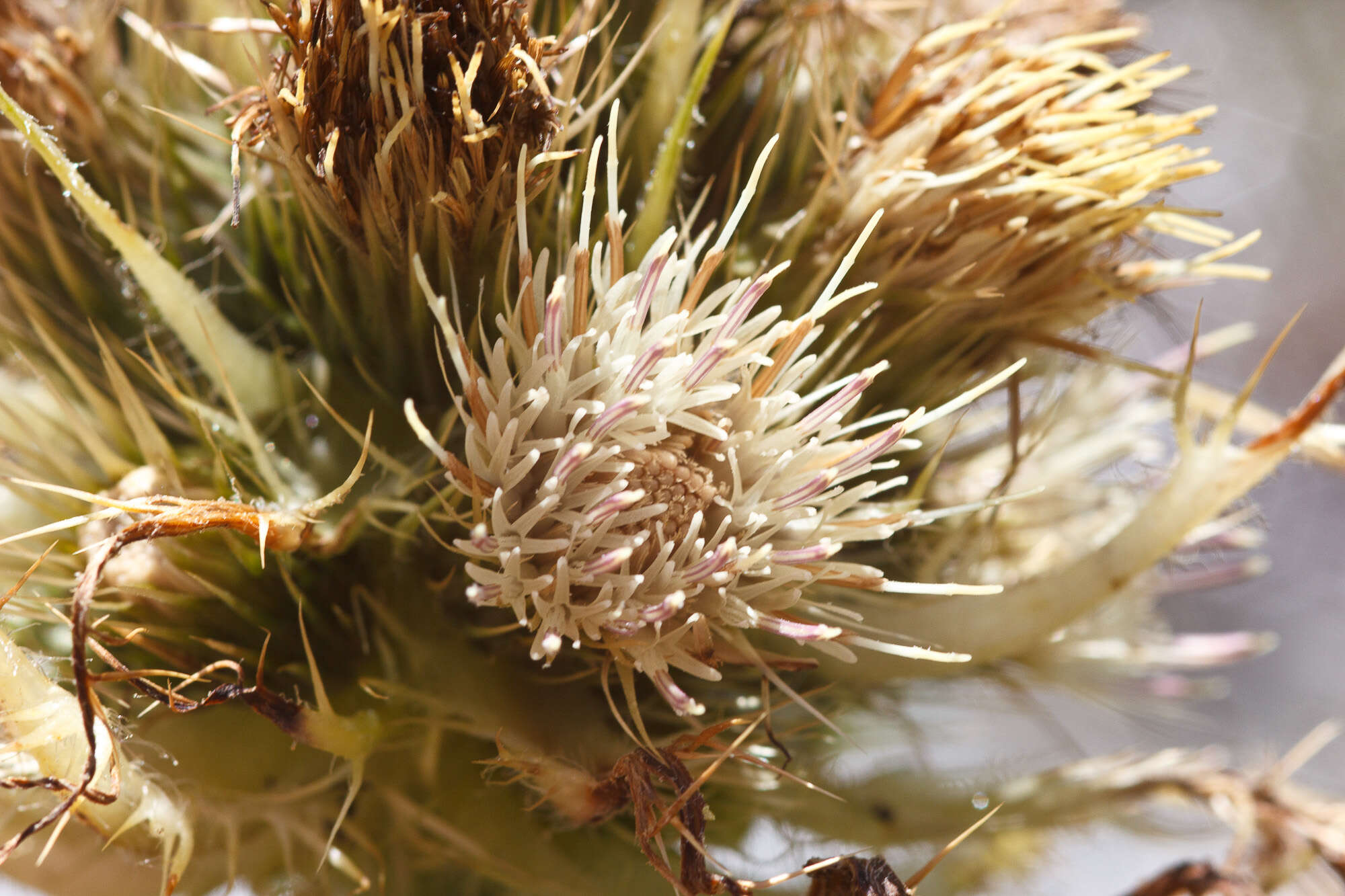 Image of Cirsium spinosissimum (L.) Scop.