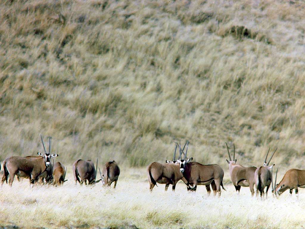 Image of Oryxes