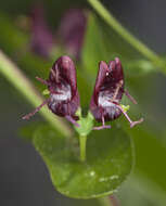 Image of purpleflower honeysuckle