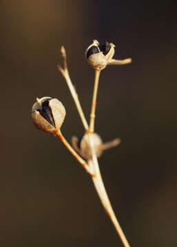 Image of Branched St Bernard's lily