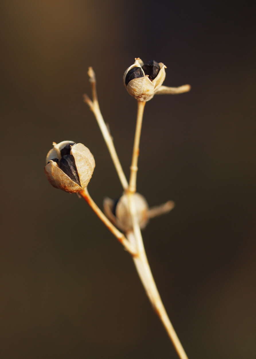 Image of Anthericum