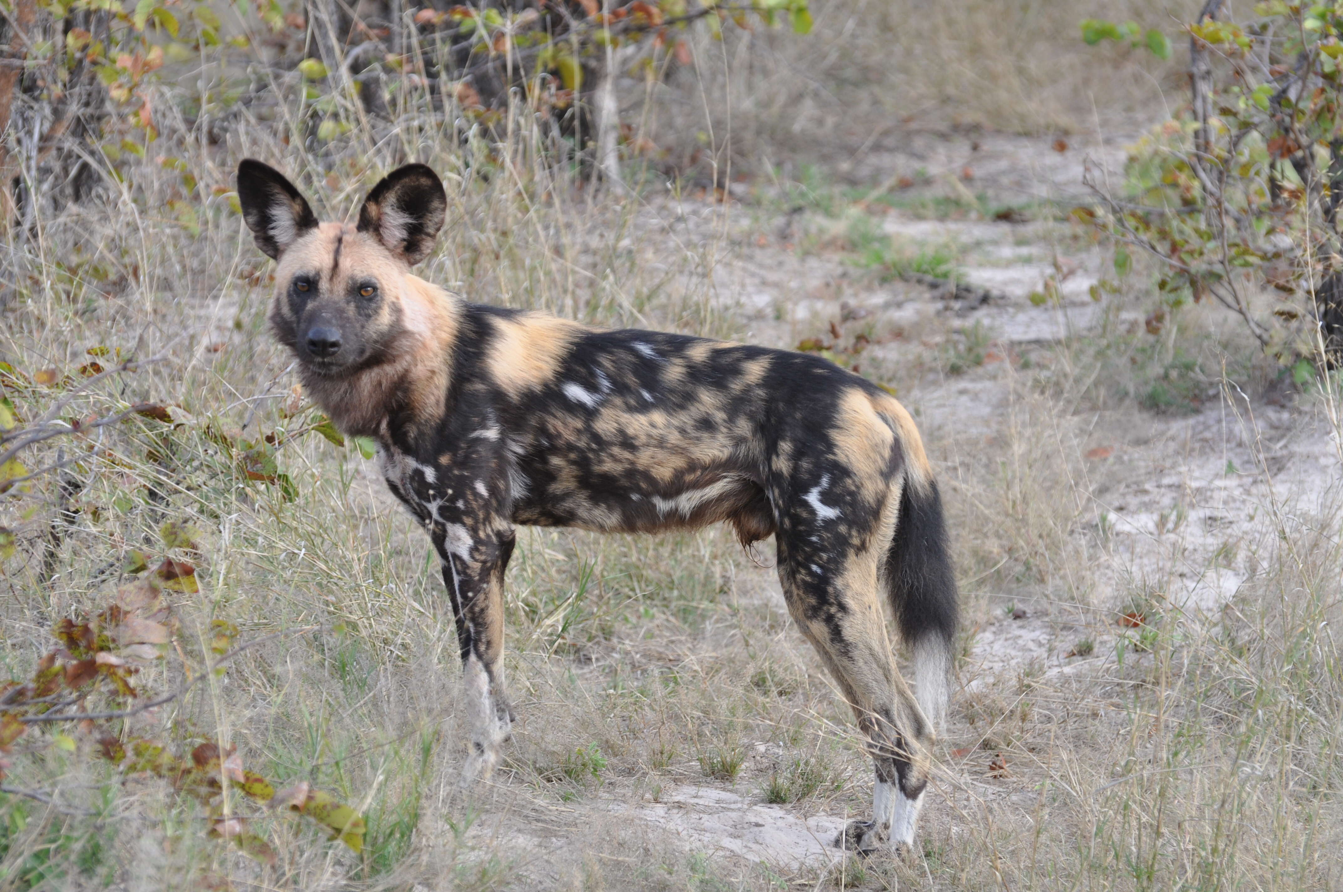 Image of African Hunting Dog