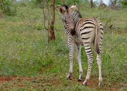 Image of Burchell's Zebra