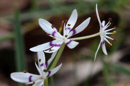 صورة Wurmbea dioica (R. Br.) F. Muell.