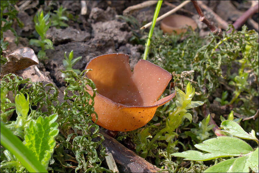 Plancia ëd Dumontinia tuberosa (Bull.) L. M. Kohn 1979