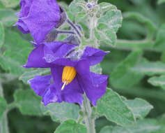 Image of chaparral nightshade