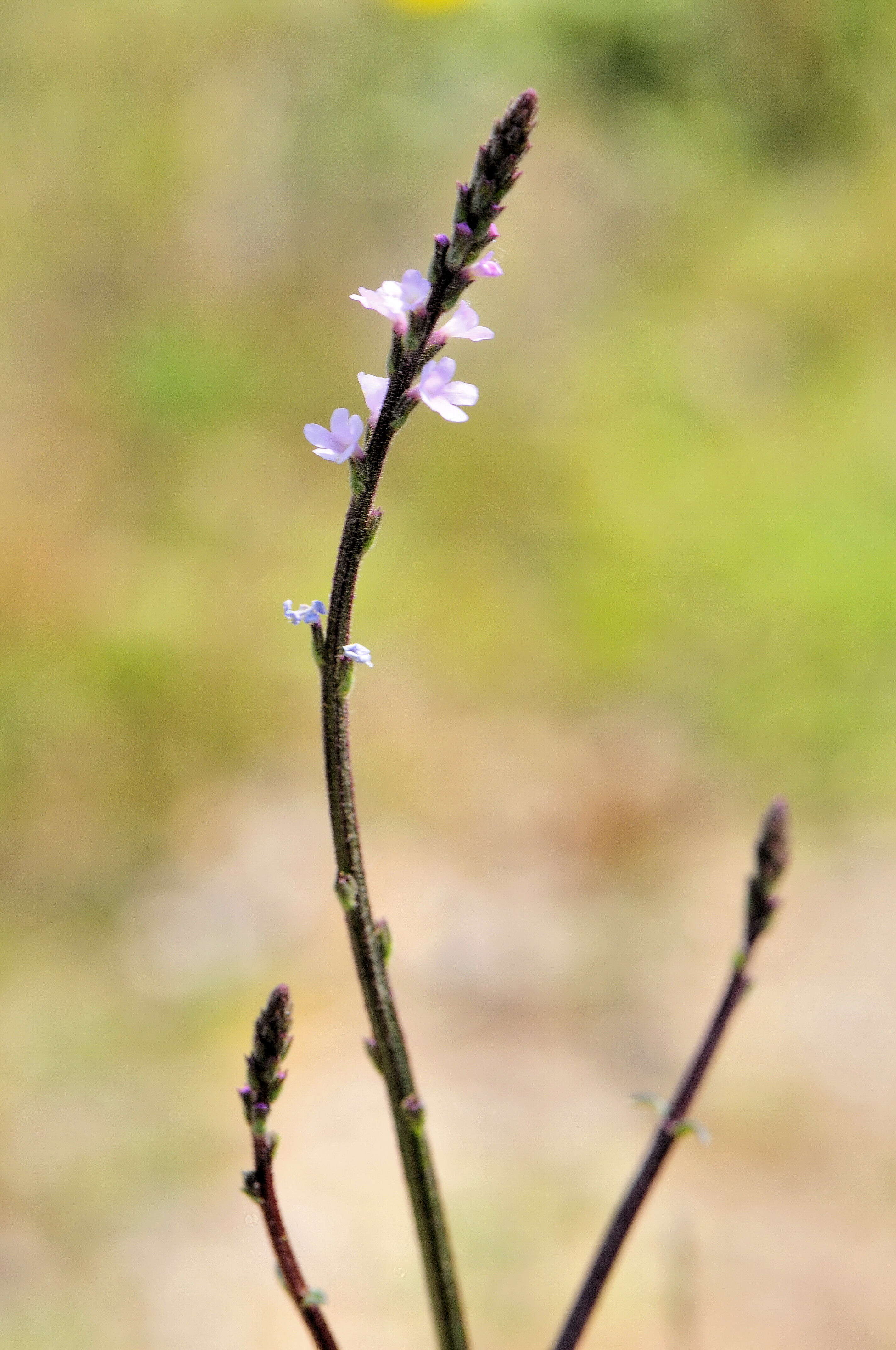 Image of herb of the cross