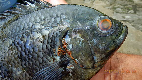 Image of Astronotus crassipinnis (Heckel 1840)