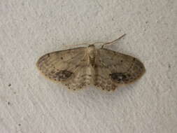 Image of Idaea