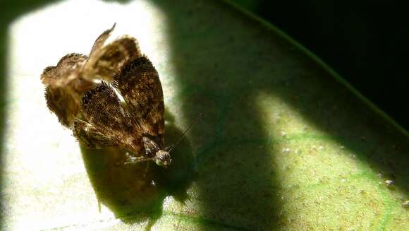 Image of metalmark moths