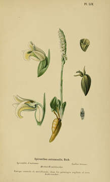 Image of Ladies'-tresses