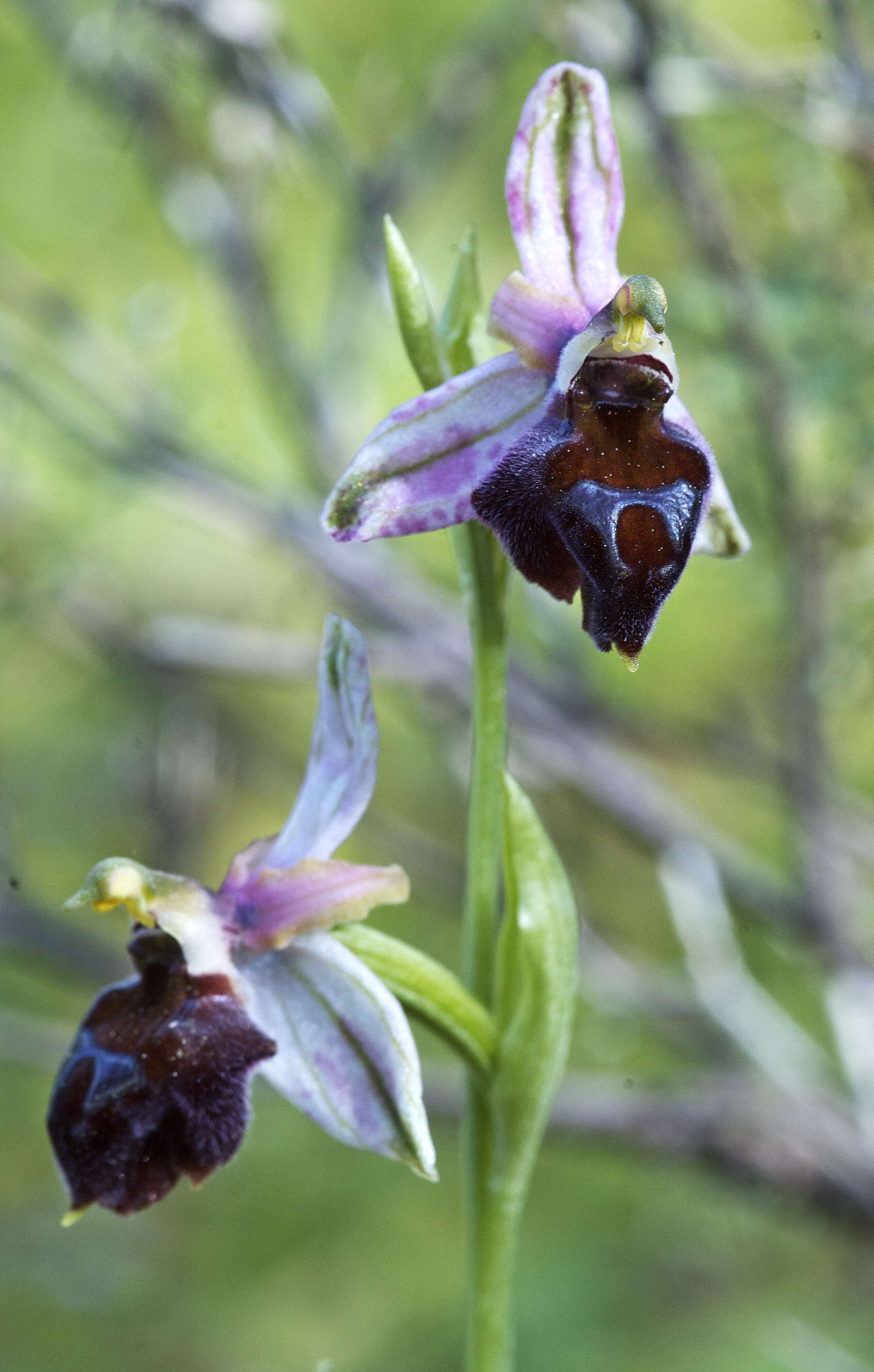 Image of Argolian bee-orchid