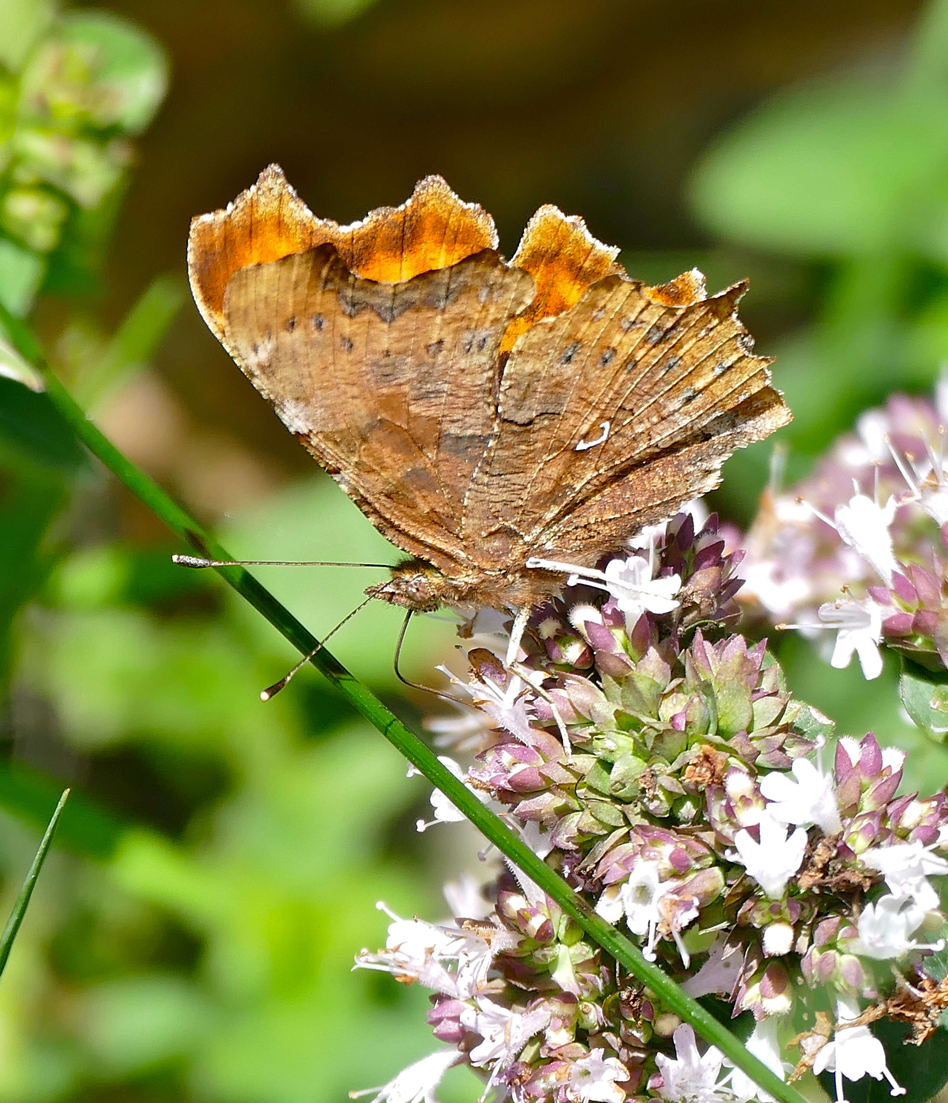 Image of Commas, Question Mark