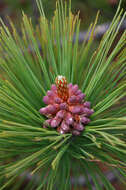 Image of Pine