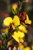 Plancia ëd Bossiaea cinerea R. Br.