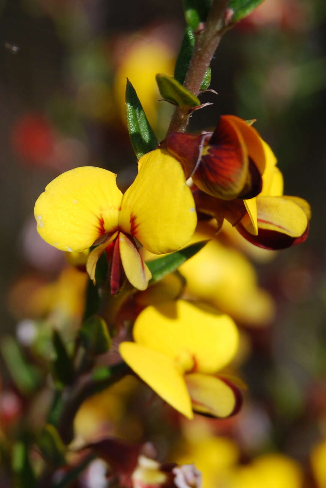 Sivun Bossiaea cinerea R. Br. kuva