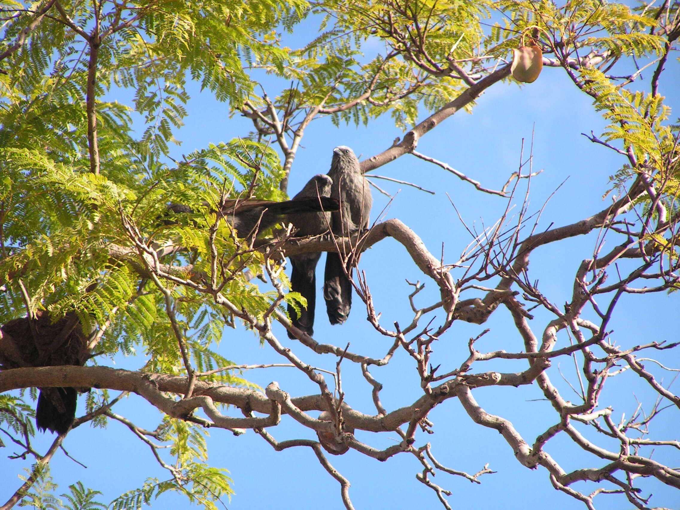 Image of Australian choughs