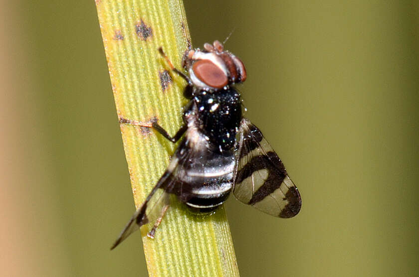 Image of signal flies