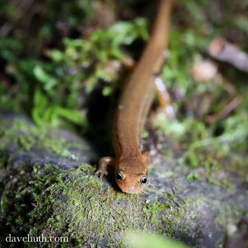 Image of Brook salamander