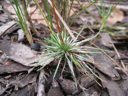 Image of Stylidium lineare Sw. ex Willd.