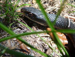 Image of Eastern Racer