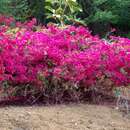 Image of Nyctaginaceae bougainvillea