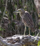 Image of Night Herons