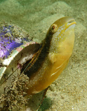 Image of Wolf Fangblenny