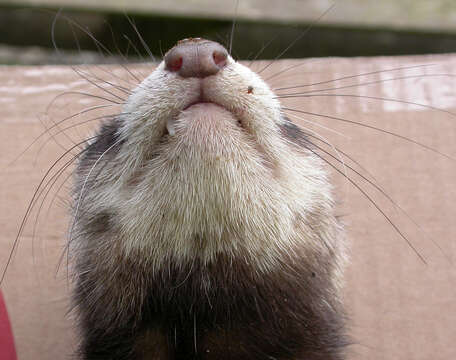 Image of western polecat, polecat