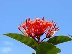 Image of ixora