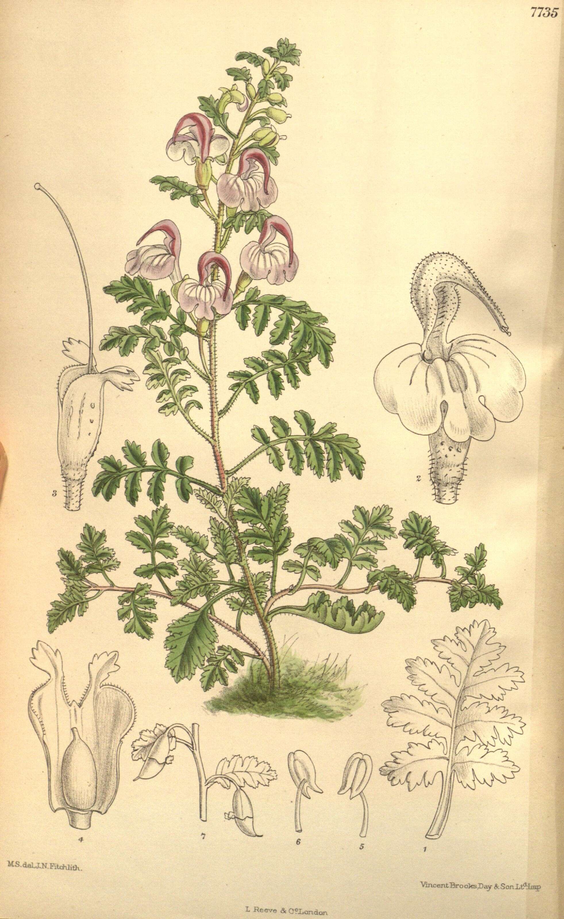 Imagem de Pedicularis curvipes Hook. fil.