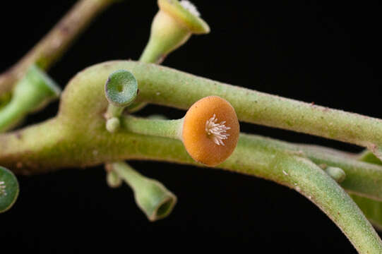 Image of Siparuna pauciflora (Beurl.) A. DC.